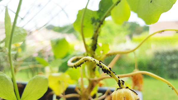 Mes plantes sont envahies par les pucerons !